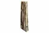 Polished, Petrified Wood (Metasequoia) Stand Up - Oregon #193617-1